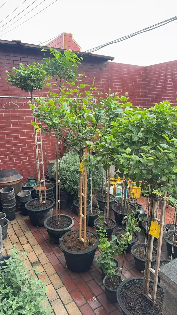 茉莉花盆栽高杆笔尖探索植物杆型多样性