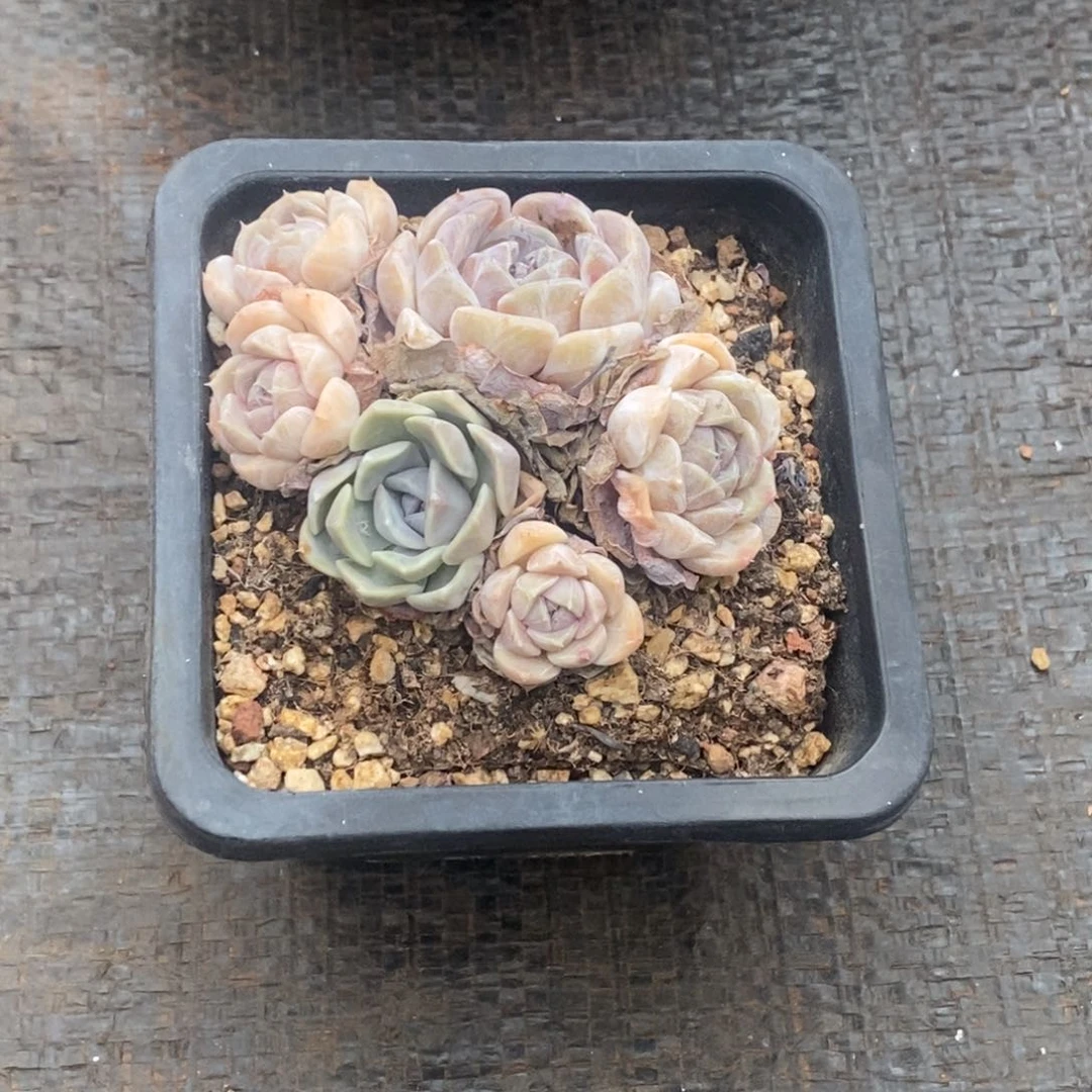 夜***凉汉堡控养群生有瑕疵