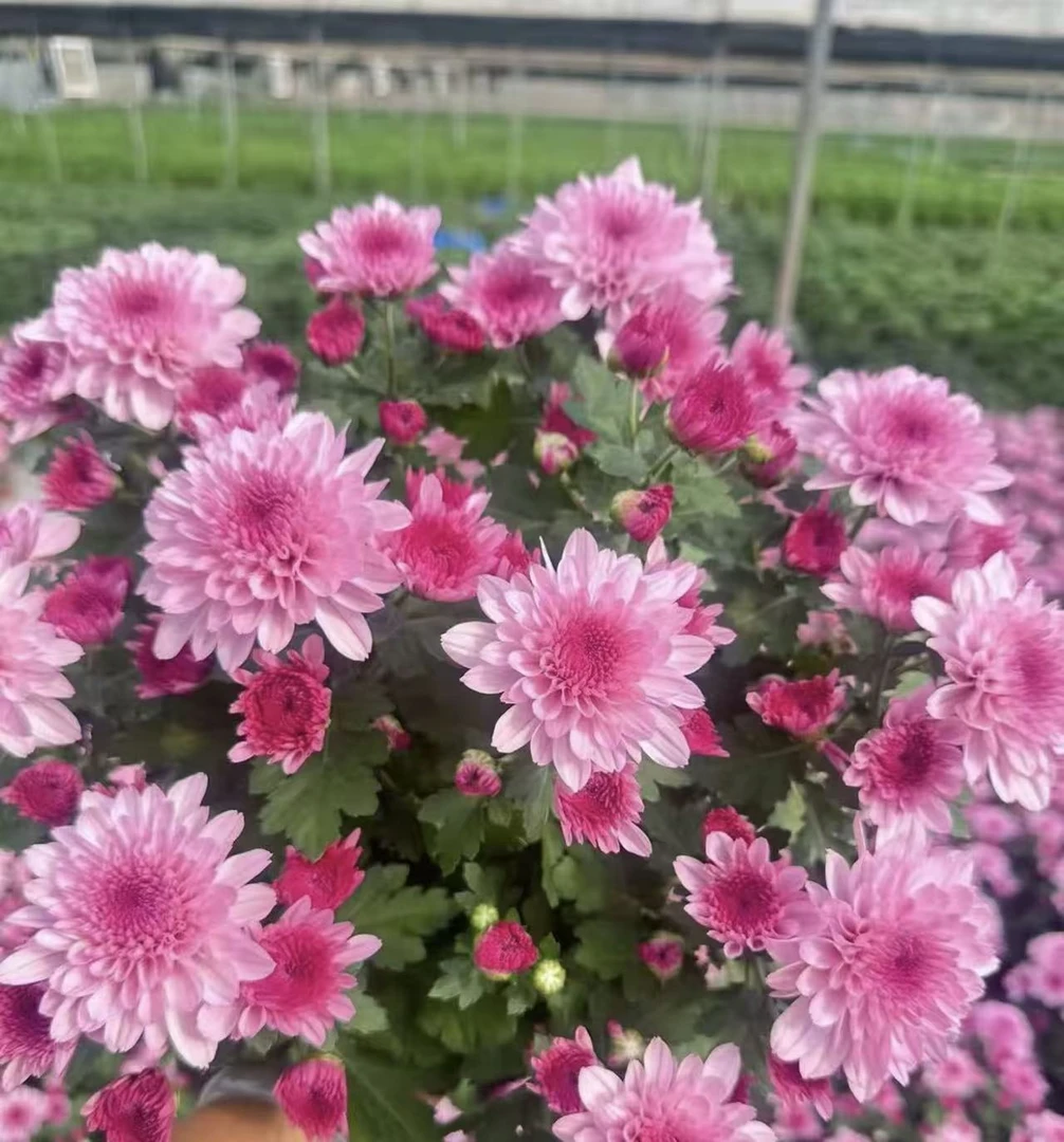 梦幻水晶粉粉荷兰菊盆栽阳台庭院四季开花耐热耐寒菊花盆栽带花苞