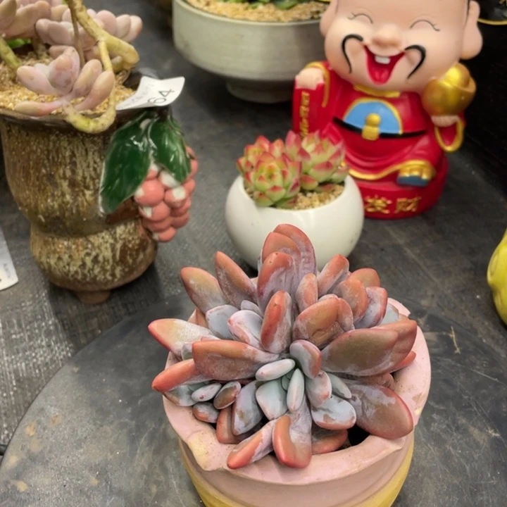 弥鹿之森一物一拍