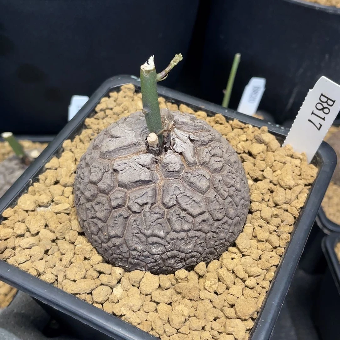 817号龟甲龙6.85公分