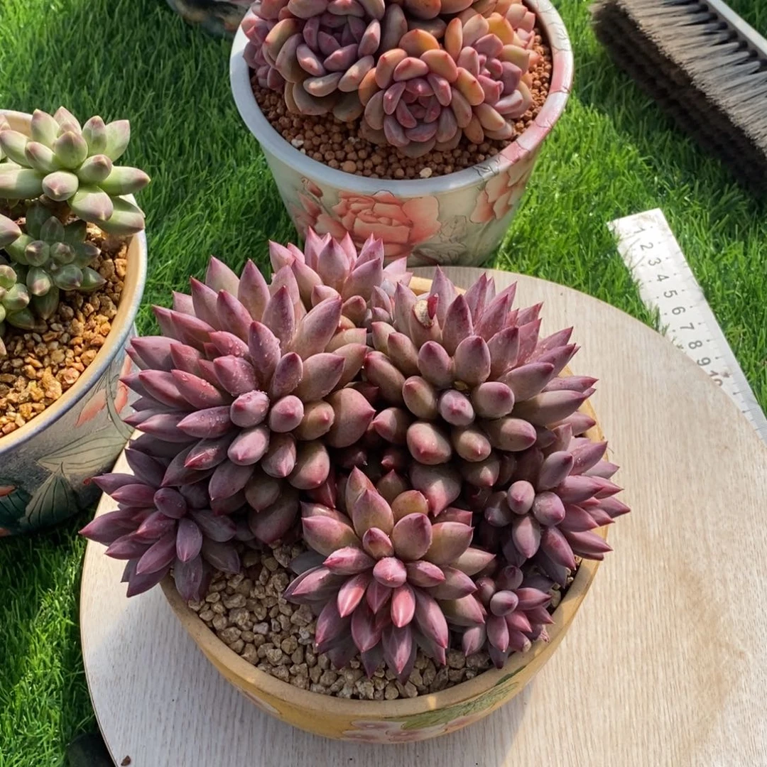 胖体虞美人群生状态