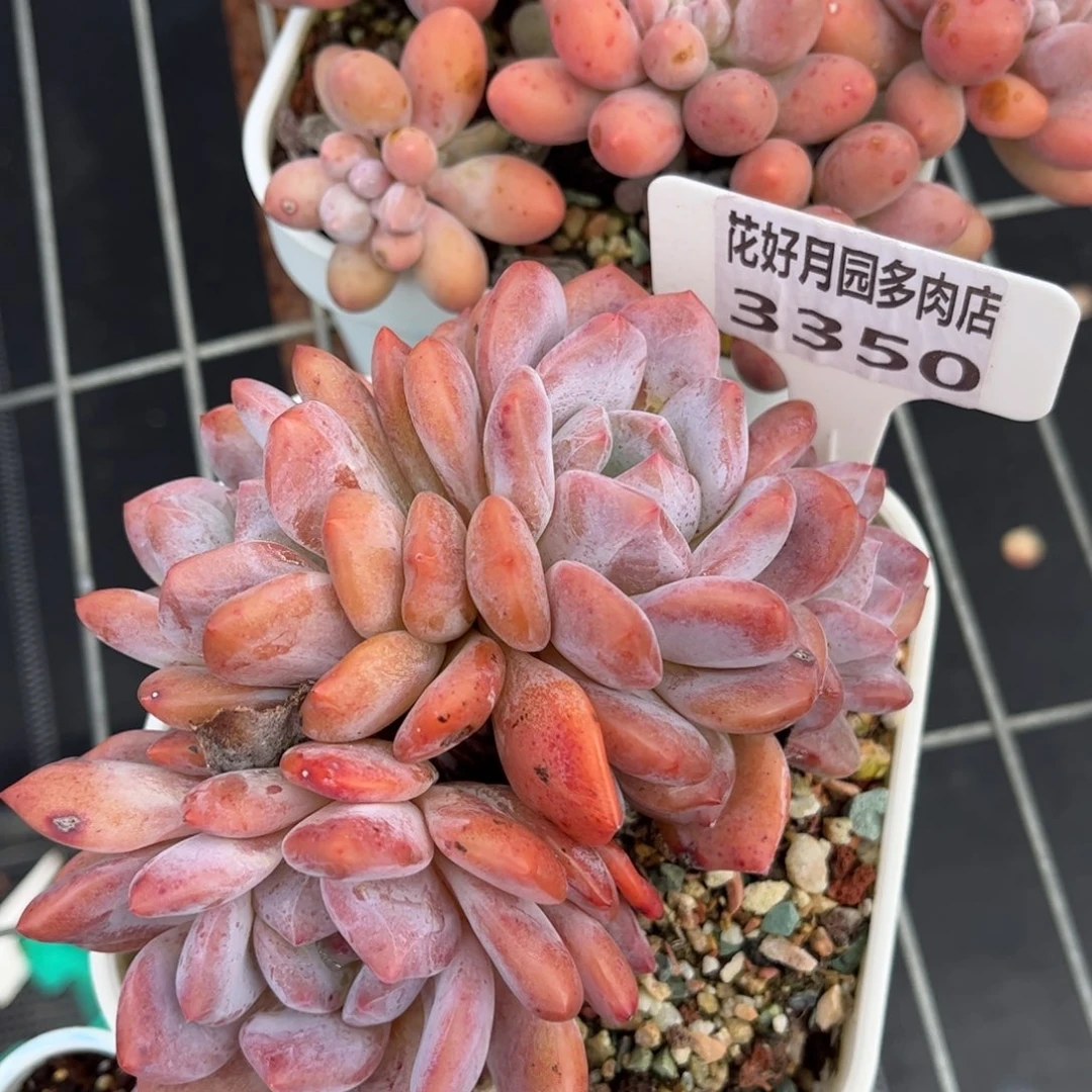 依***嫚多肉植物3350………….