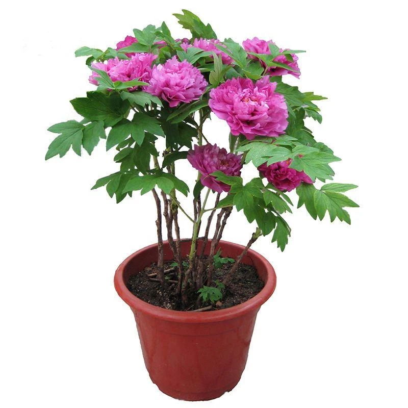 牡丹花苗盆栽洛阳庭院正宗五年大苗菏泽观赏牡丹花王重瓣四季好养