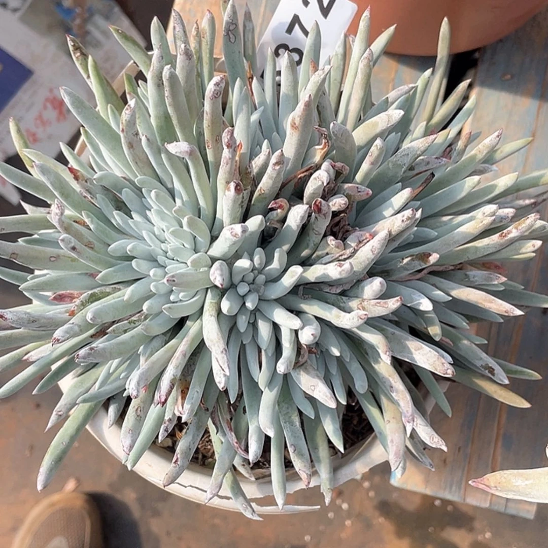 【闪购商品】5372雪花缀化老庄