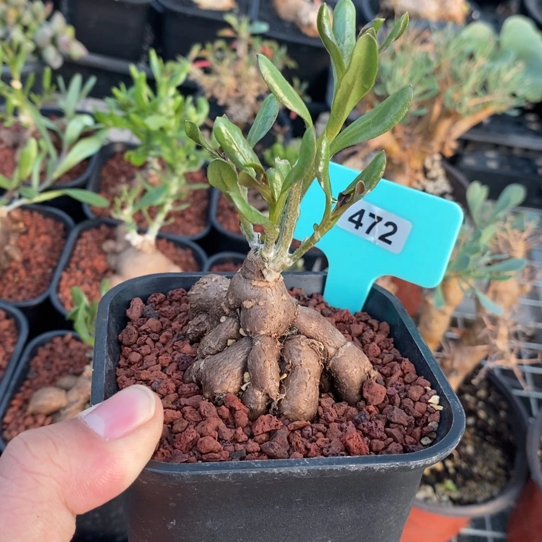 海星厚炖菊一个多肉