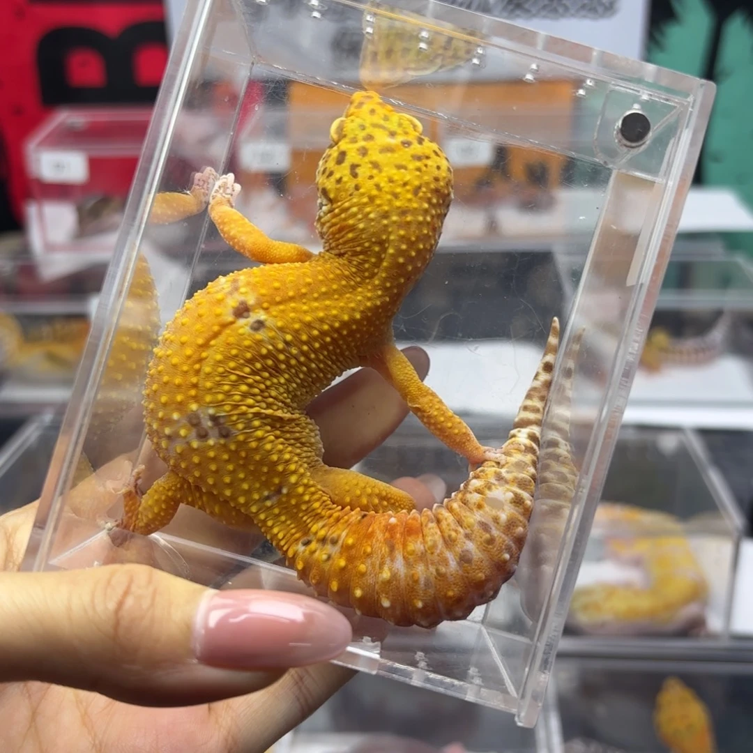 豹纹守宫烈酒妹妹 j016