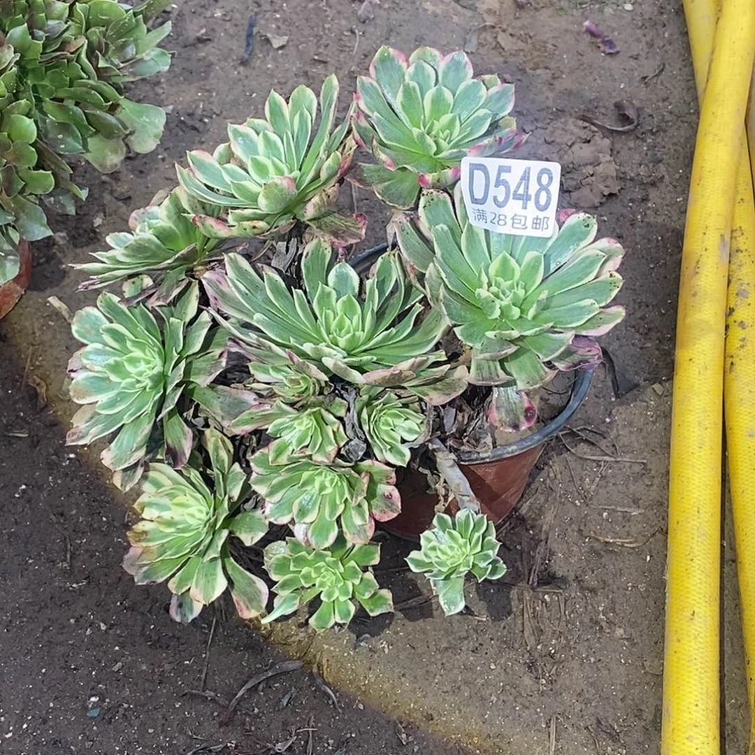 康***溎548 多肉植物不包断枝