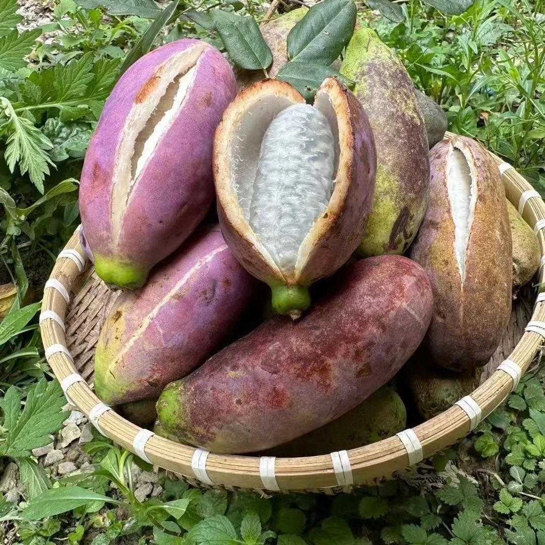 贵州新鲜八月瓜水果木通当季预知子罕见孕妇水果网红鲜果