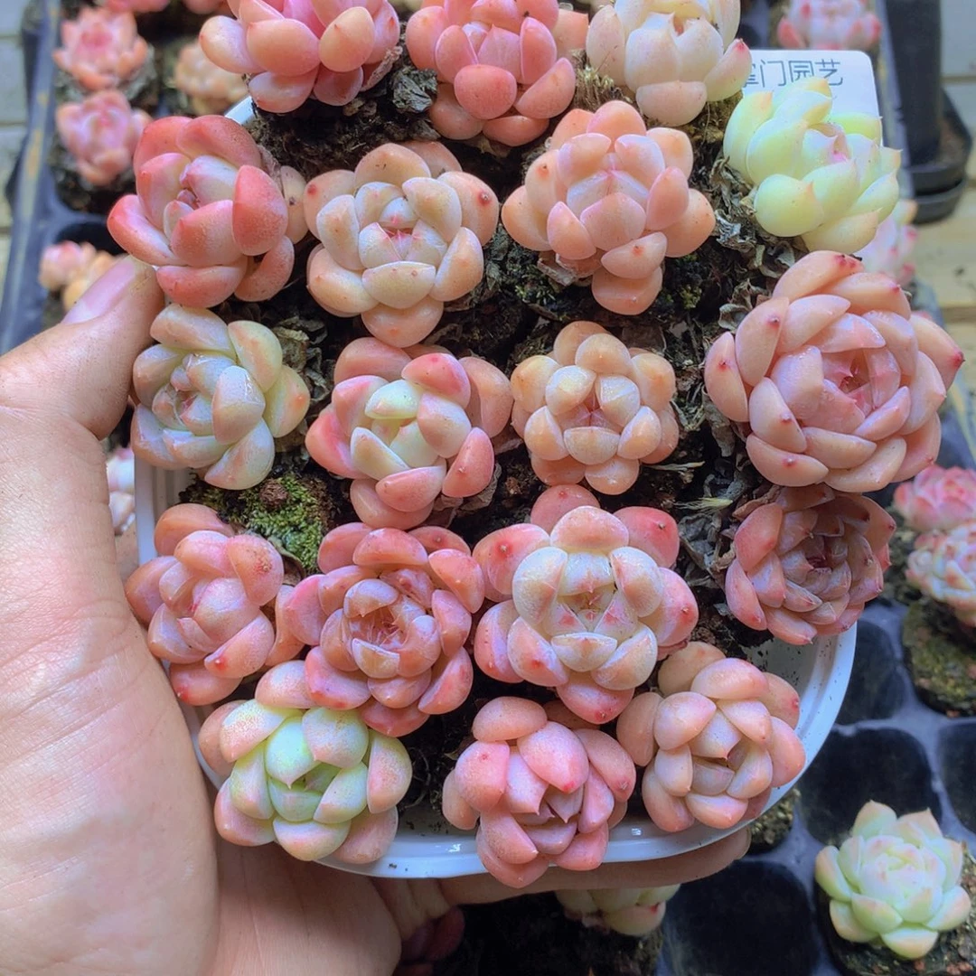 我要去看你了啊059