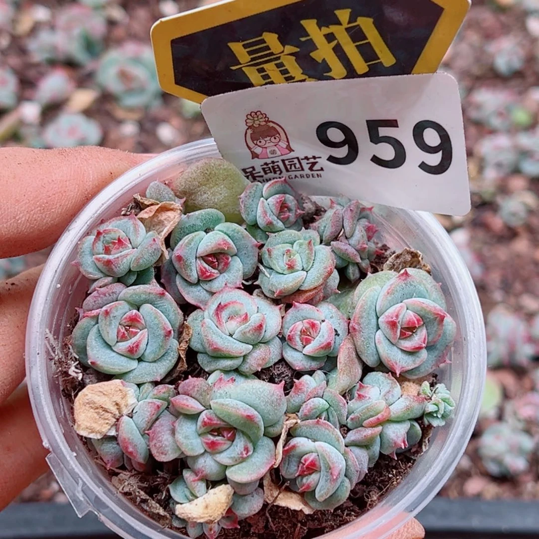 多肉植物多肉植物