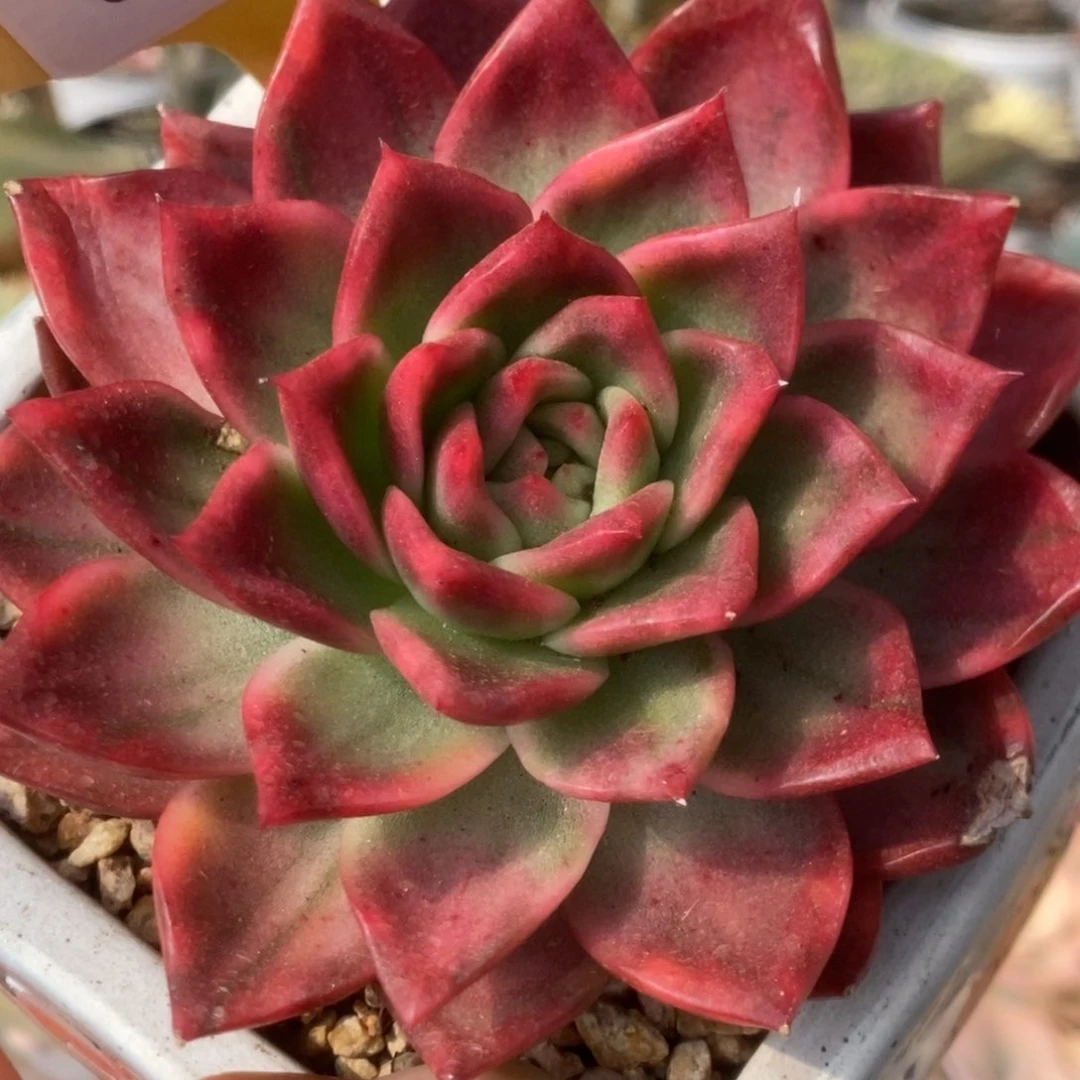 208弗兰克锦锦锦锦锦锦