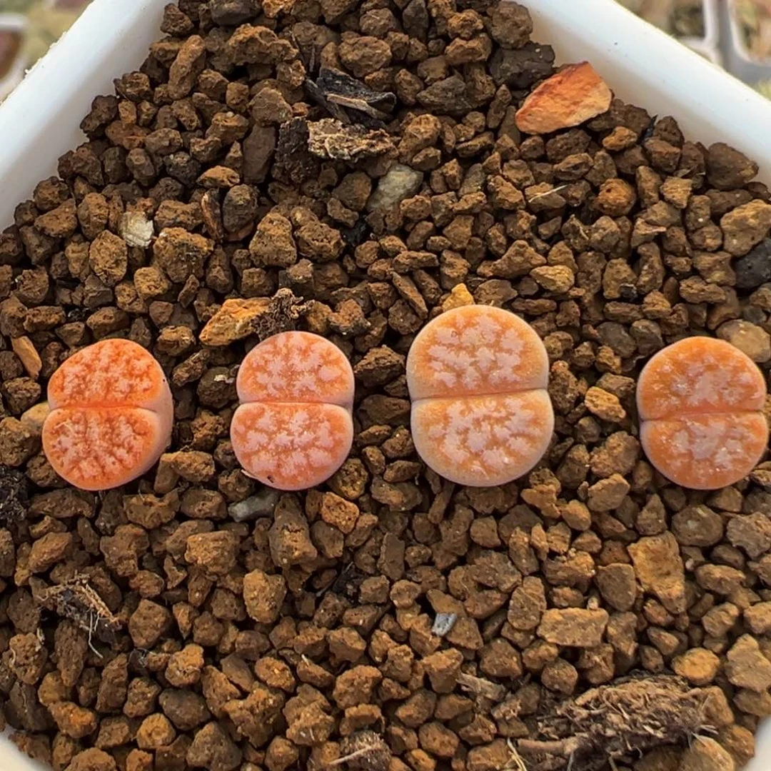 54多肉植物百科植物