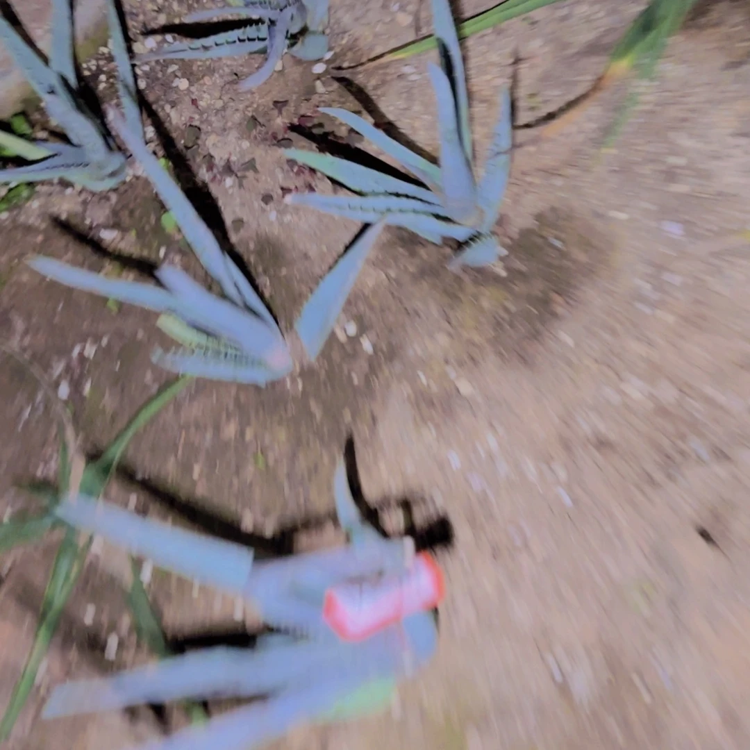 可****块根植物块根植物