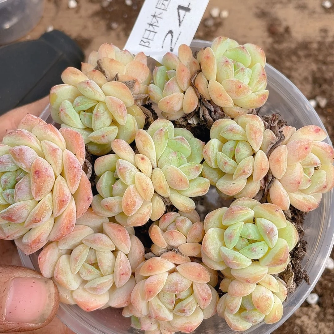 多肉植物多肉植物249