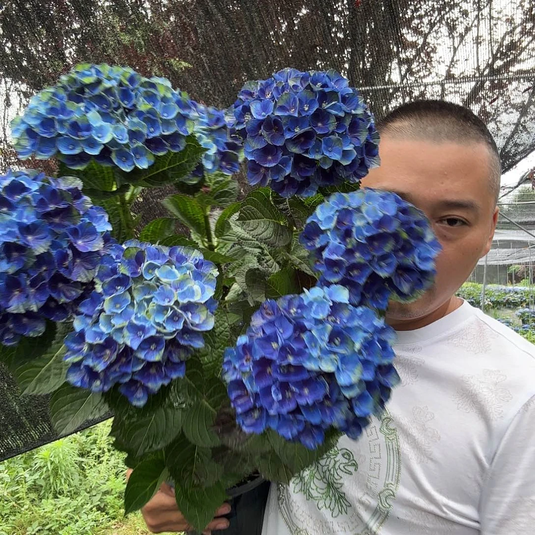 魔幻夏洛特两加仑b级苗量哦