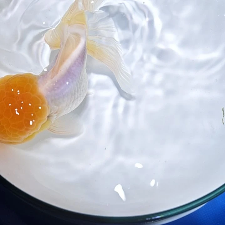 ****白海水鱼一二三四五六七八