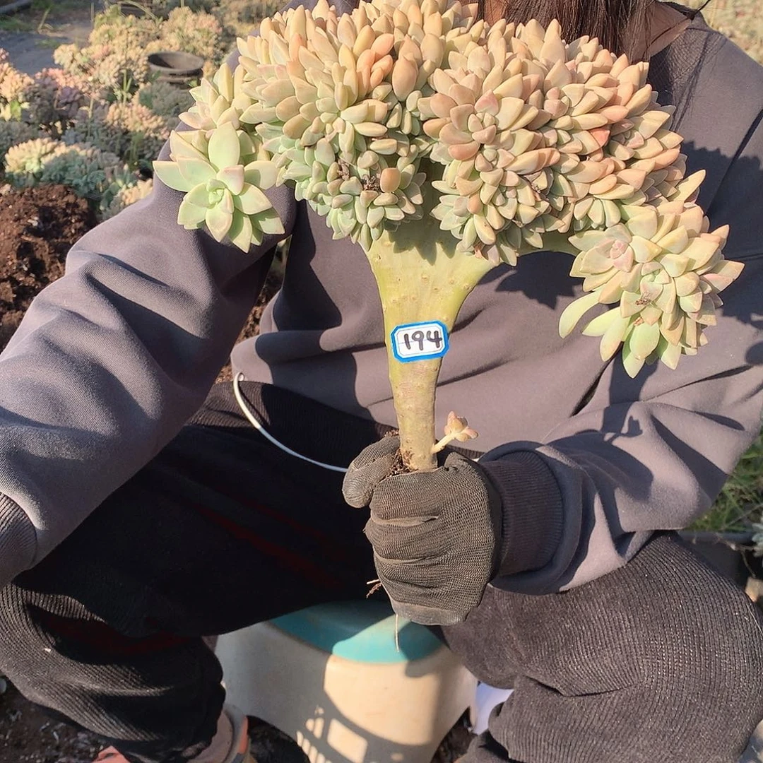 194 淡雪缀 一物一拍