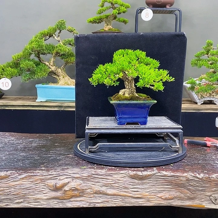 无花朵黄杨盆景四季常青