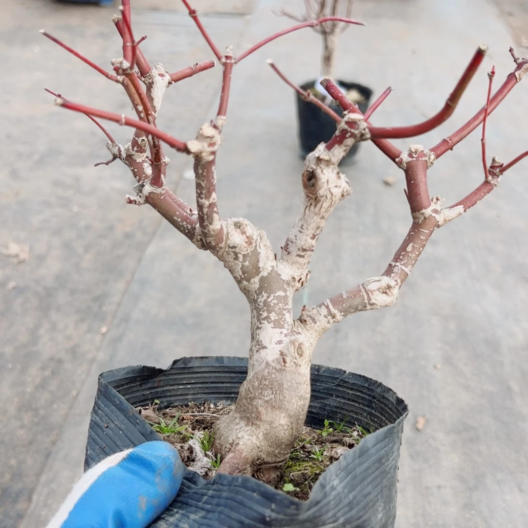 用****7枫树红枫出猩猩