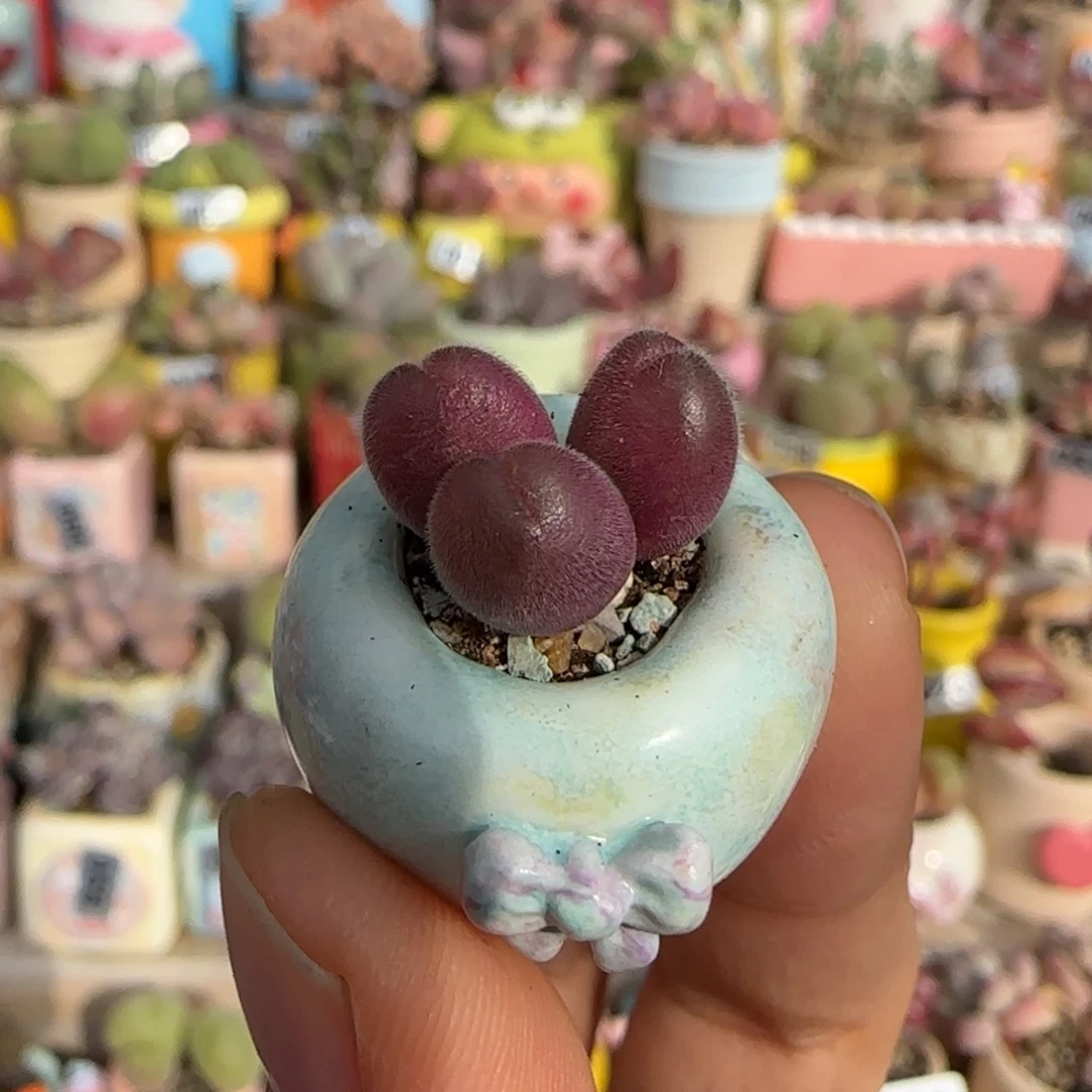 T可爱小毛翠盆口1.5cm