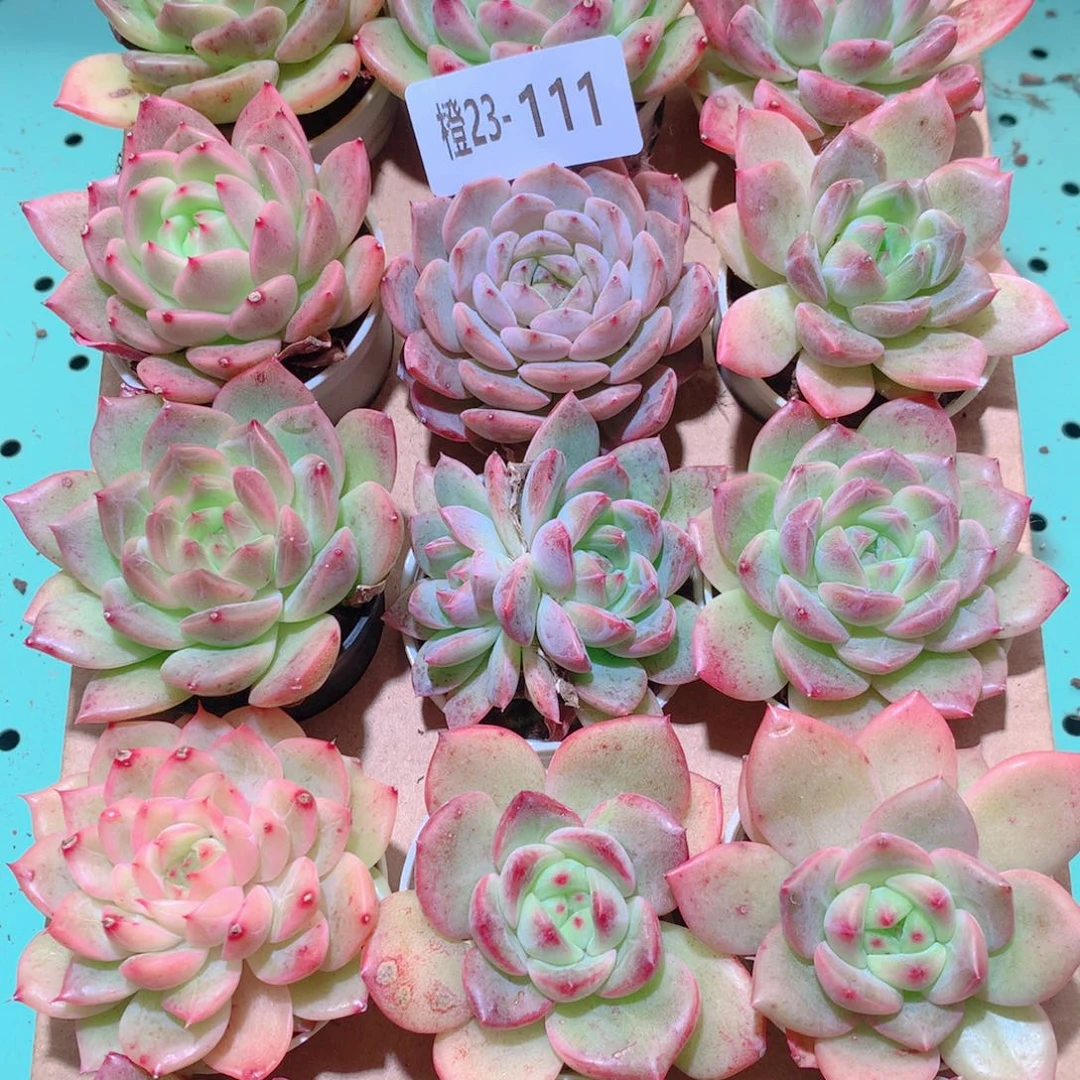 23-111一物一拍多肉带盆18颗