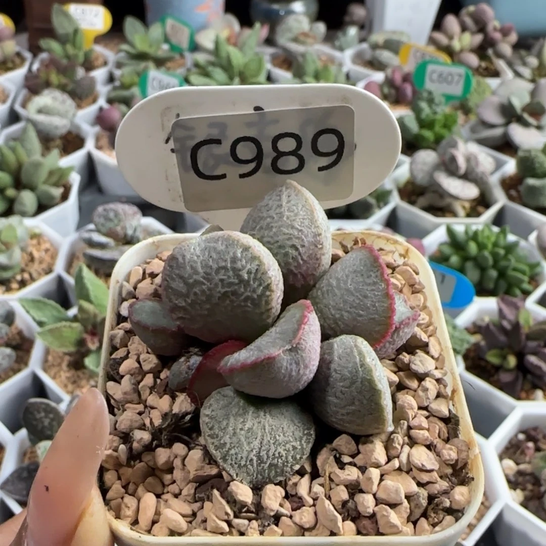 900好多肉水泡989