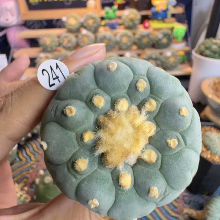 福利实生241园艺观赏植物