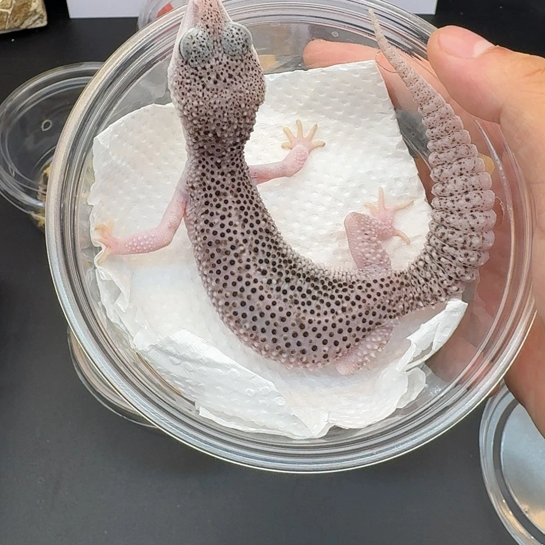 豹纹守宫银河妹妹