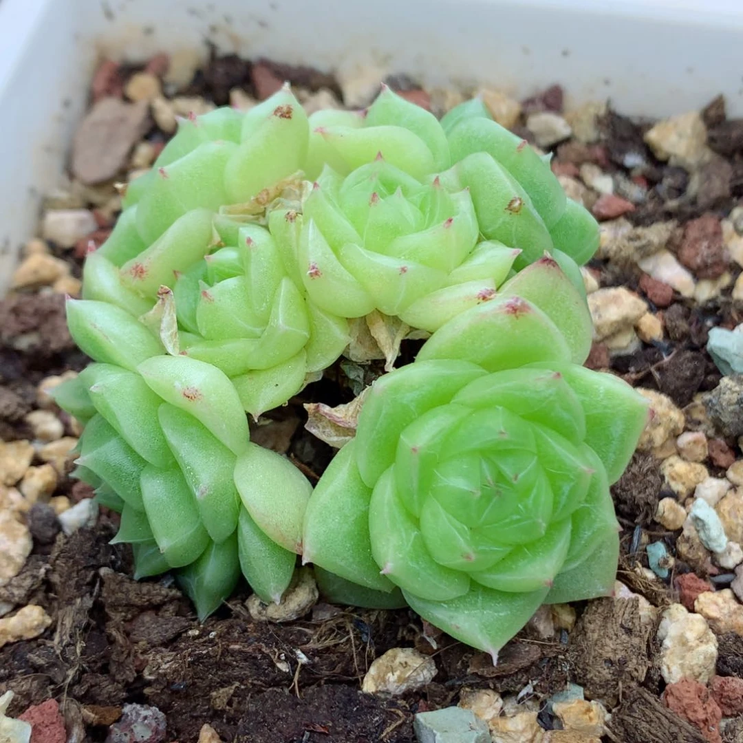 58包邮  群生不包整麦秆38