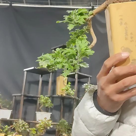 遁**人红绣球盆景菊花