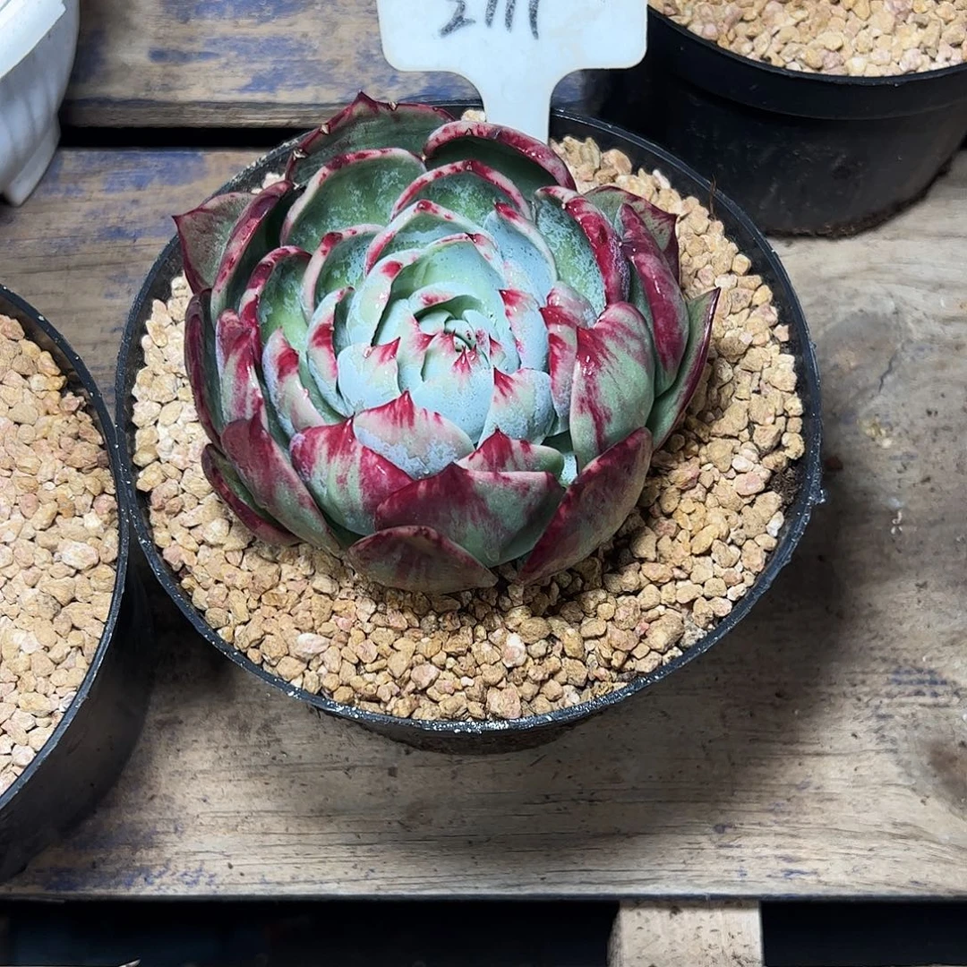 山***边惊鸿仙子一物一拍2111号