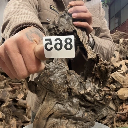 金****卉紫砂噜啦啦啦啦啦啦