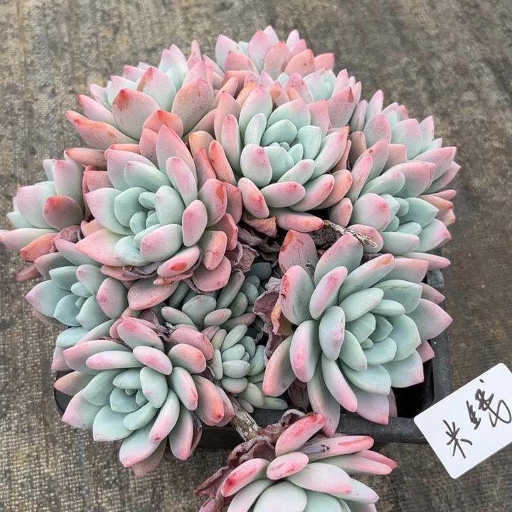棠颂花卉一物一拍 冷香 米线