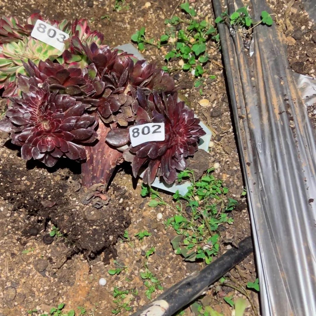 郭*嗯803号802号多肉植物法师新年福利