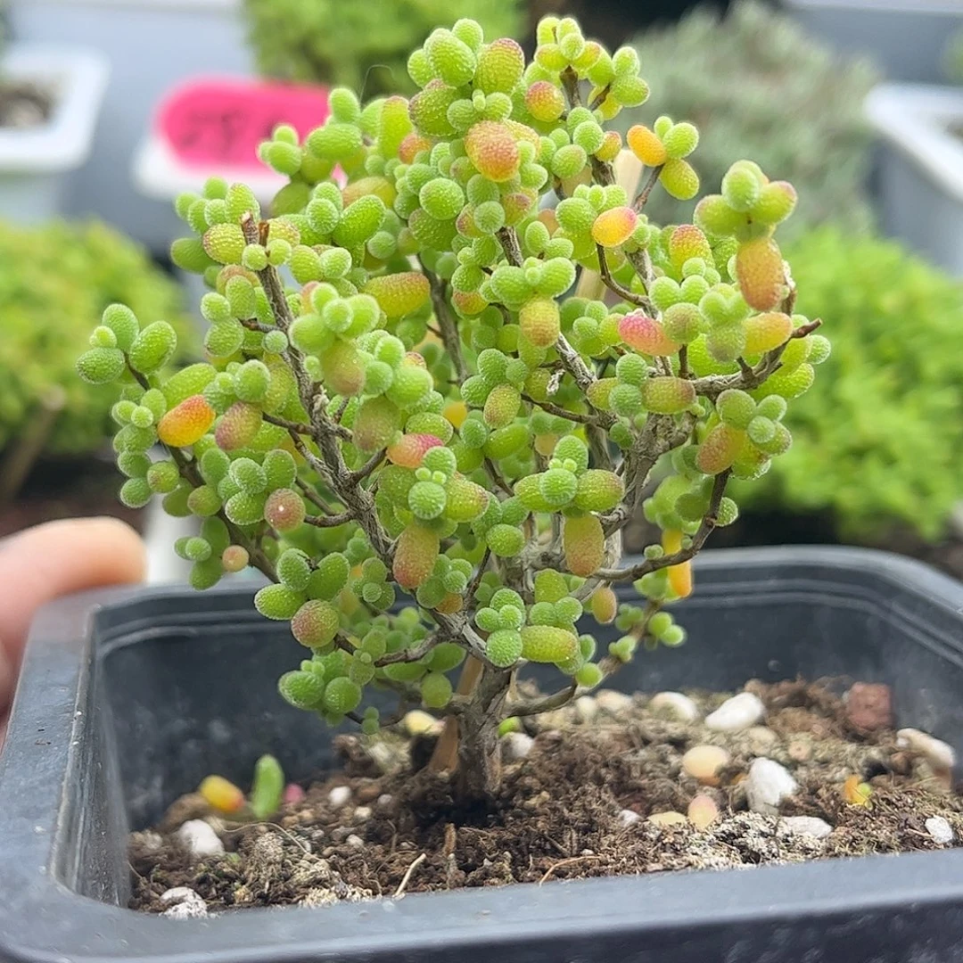 45金桔优选枝干番杏