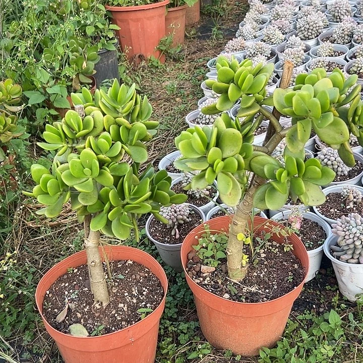 绿叶玉树2个多肉植物实物