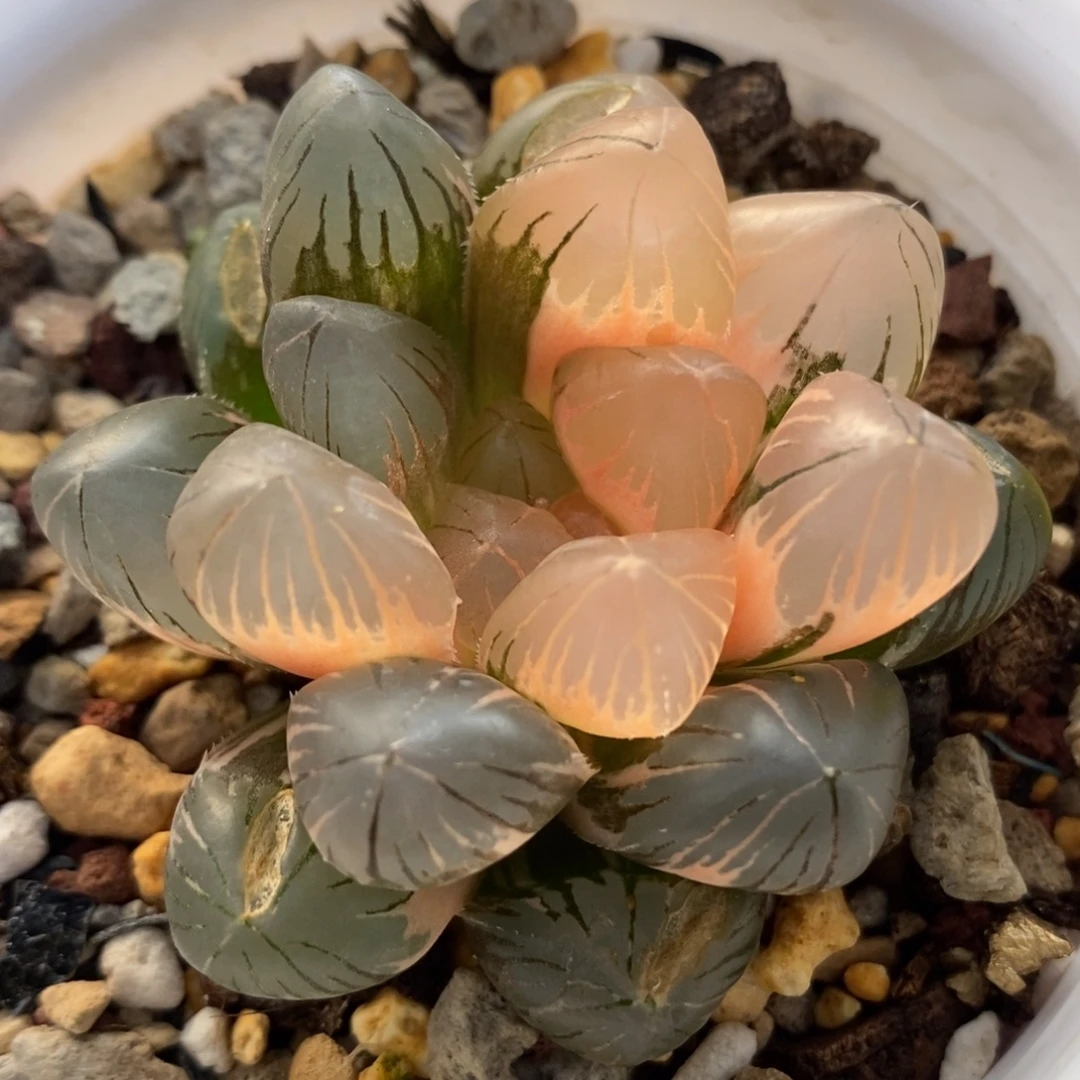 174龙爪玉露锦一物一拍有裂窗