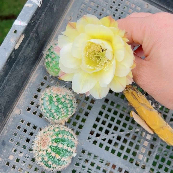 11彩草N18歪无根侧芽3一4公分左右20包邮