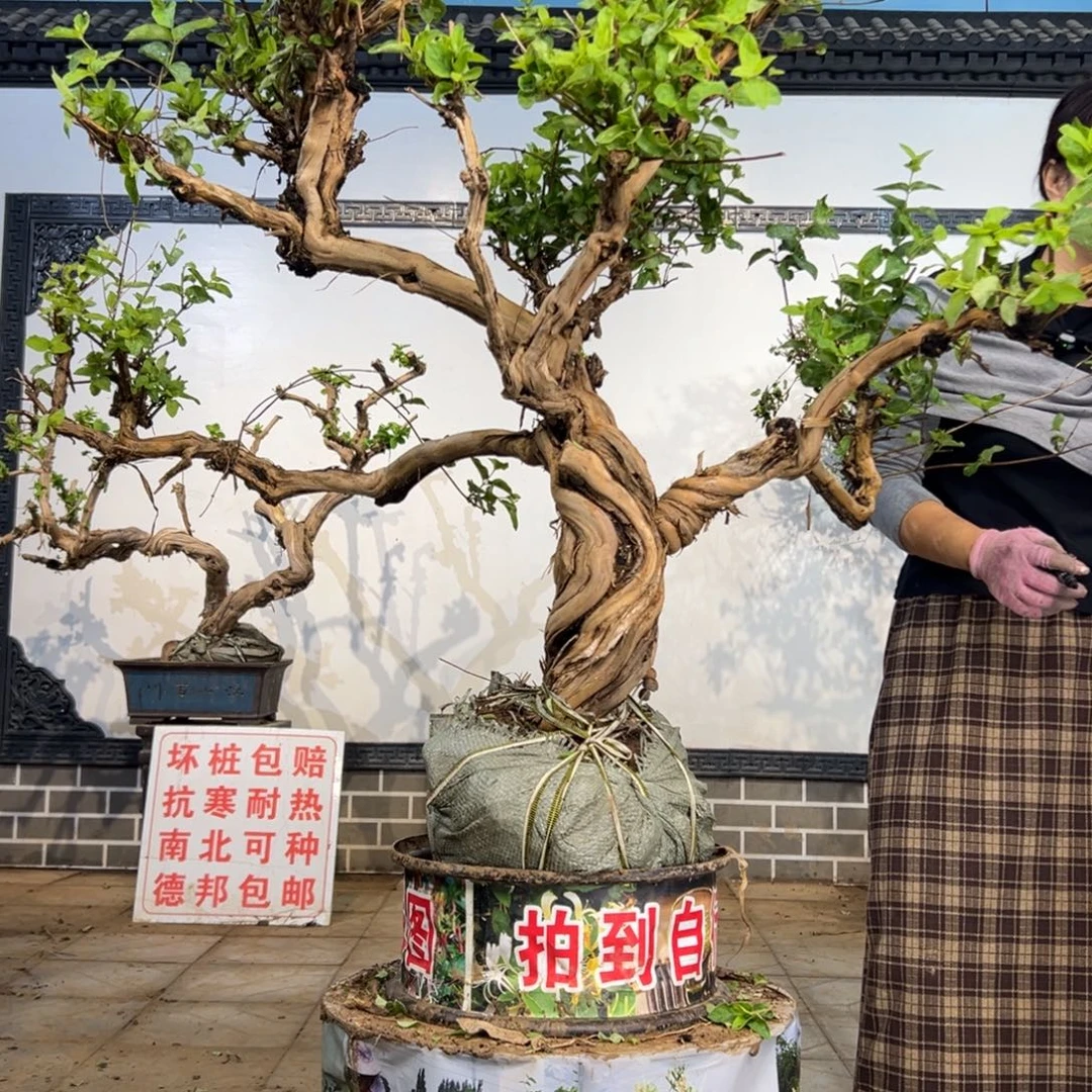 完全开放金银花88888