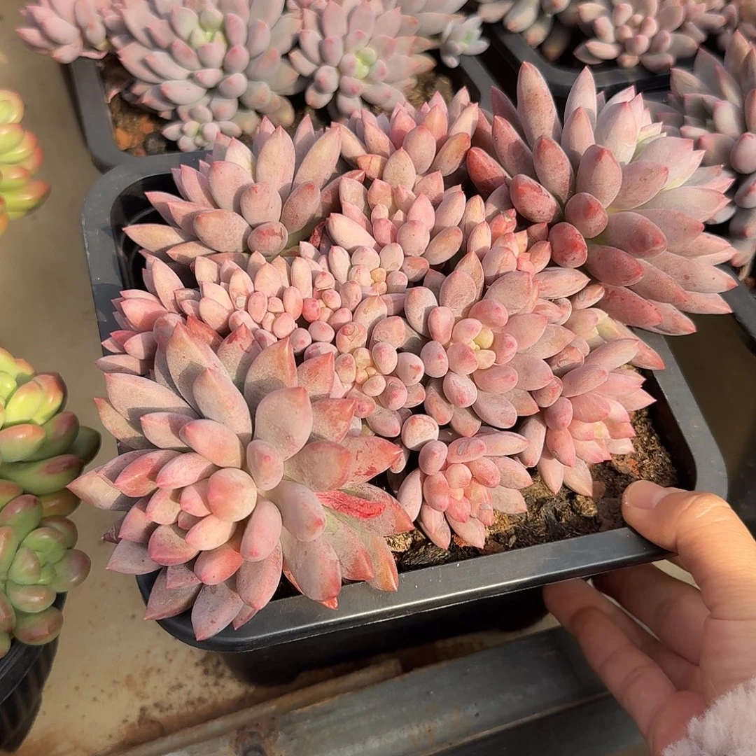 蓝精灵整无砍群生多肉