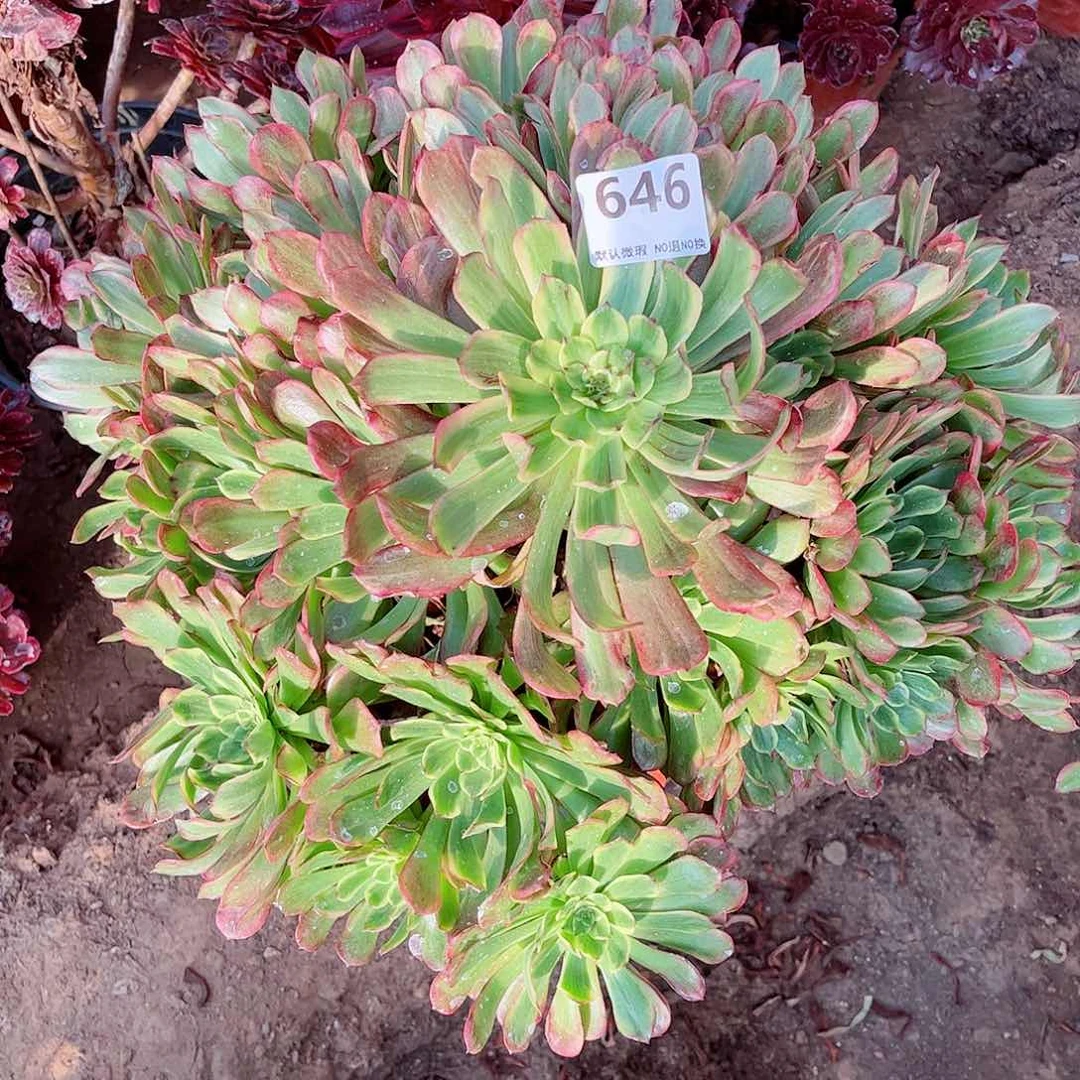 无花朵兰*多肉植物646