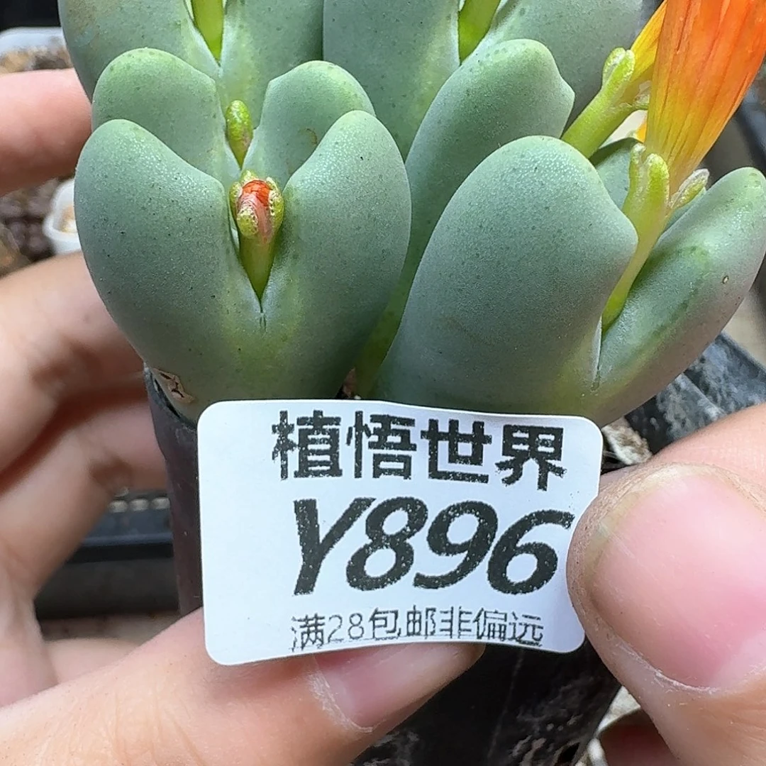 多肉植物多肉植物df