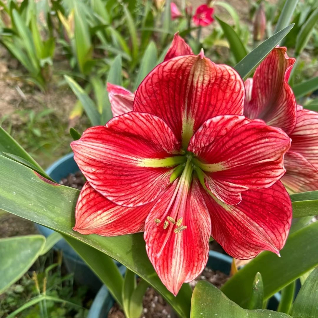 【蝴蝶夫人】★朱顶红种球室内外盆栽花卉种植原生根系叶子