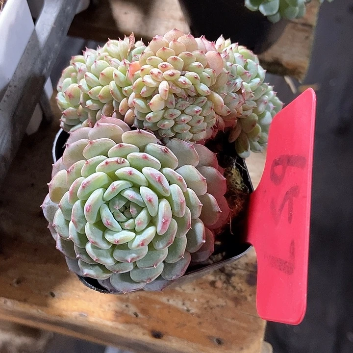 多肉植物白胖子缀化657