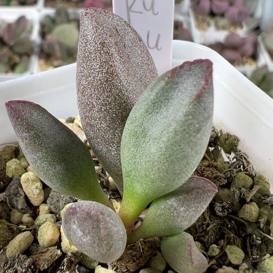 W kubu多肉植物水泡