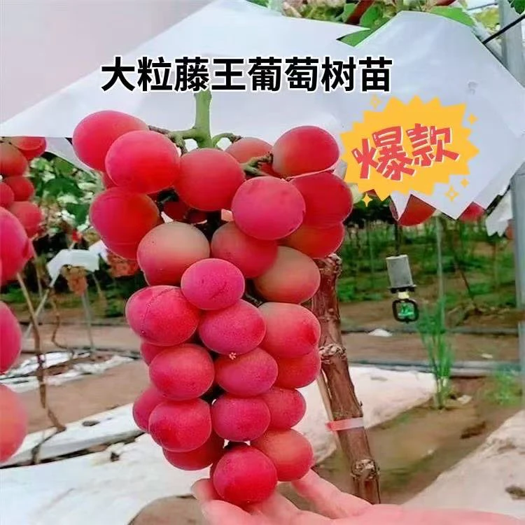抗寒藤王葡萄.超级巨峰葡萄树苗（爬藤快的）南方北方均可种植
