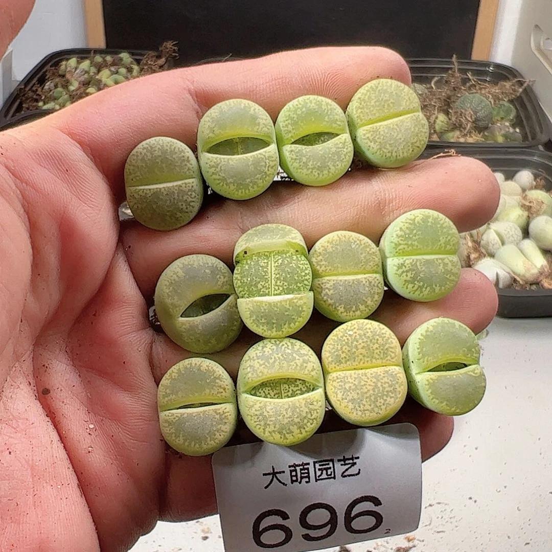 0000696 一物一拍……