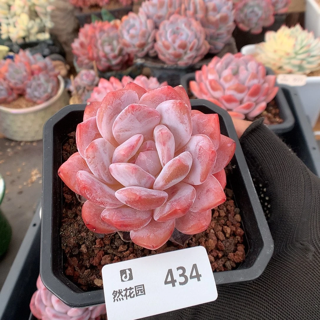 434雪天使多肉植物6666