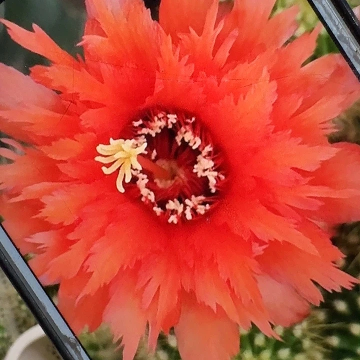 超级橙侧芽高7公分毛花柱